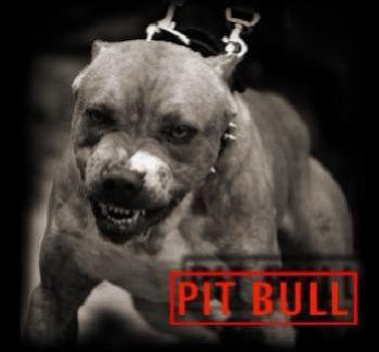 pitt bull